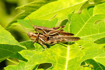 Mating Grasshopper