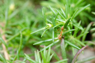red ant