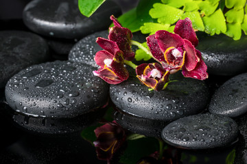 spa setting of zen stones with drops and blooming twig of dark s