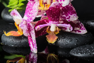 Beautiful spa setting of beautiful lace lilac orchid (phalaenops