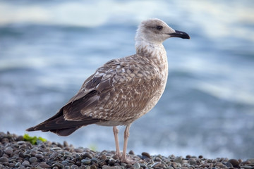 Seagull on the sea shore.