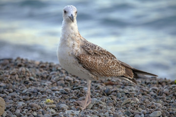 Seagull.