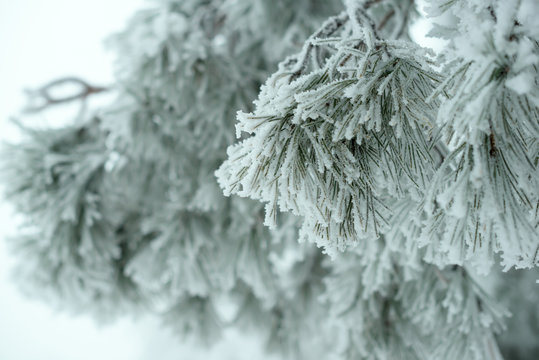 Fototapeta covered Christmas fir branch in winter forest, background
