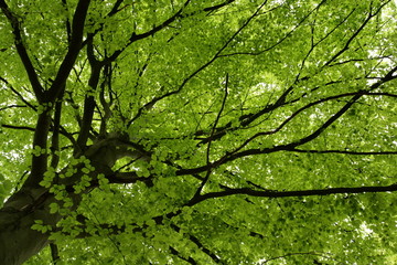 Hêtre (fagus sylvatica)