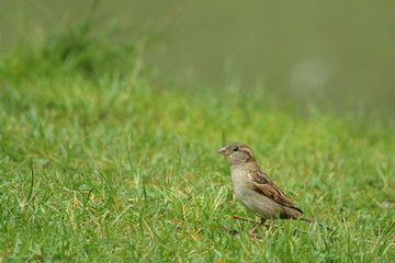 Moineau domestique (passer domesticus)