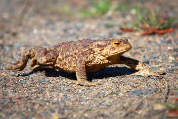 spring brown frog
