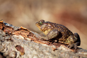 spring brown frog