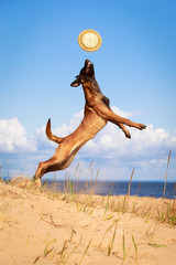 Malinois Belgian Shepherd dog