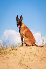 Malinois Belgian Shepherd dog