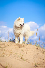 Samoyed dog