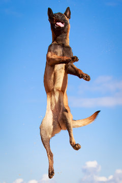 Malinois Belgian Shepherd dog