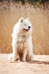 Samoyed dog