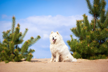 Samoyed dog