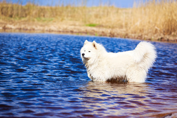 Samoyed dog