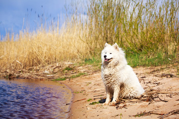 Samoyed dog
