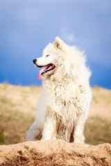 Samoyed dog