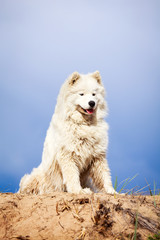 Obraz premium Samoyed dog
