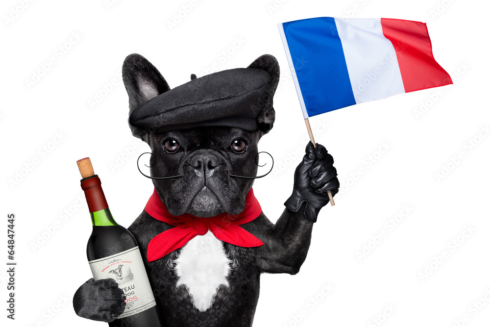 Poster french dog