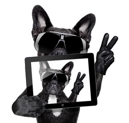selfie dog