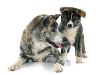 akita inu