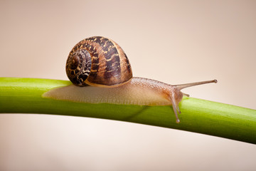 garden snail on green stem of plant