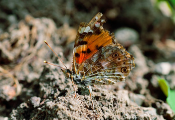 Monarch butterfly