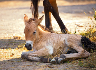Foal