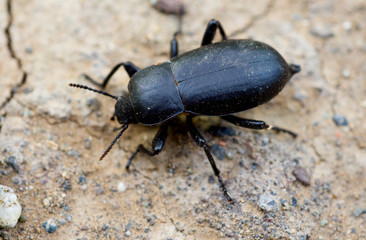 Dung beetle