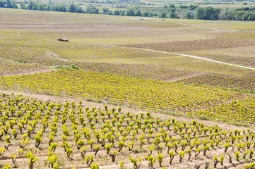 Vineyard at La Rioja (Spain)