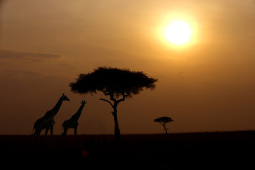 Fototapeta na wymiar Two giraffes over sunrise