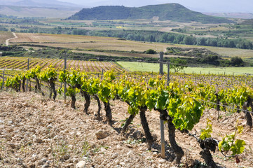 Fototapeta na wymiar Viñedo en La Rioja (España)