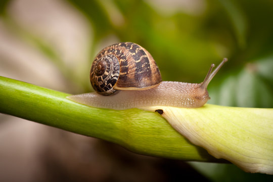garden snail crawling on plant