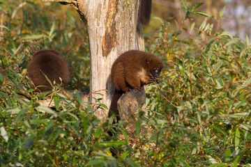 Red-bellied Lemur (Eulemur rubriventer) in a tree