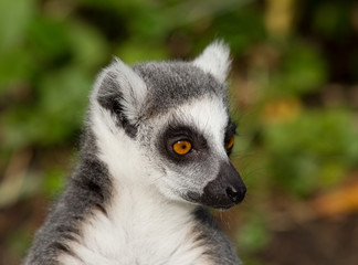 Naklejka na ściany i meble Ring-tailed lemur (Lemur catta) portrait