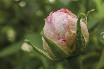 Fototapeta premium eine zartrosa farbige Rosenknospe kurz vor der Öffnung im Bauerngarten