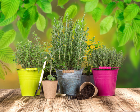 Various herbs in colored pots