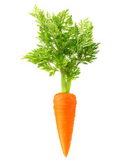 Carrot isolated