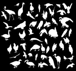 fifty three bird white silhouettes