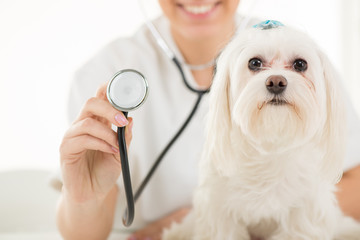 At the veterinary