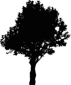 deciduous tree silhouette on white background