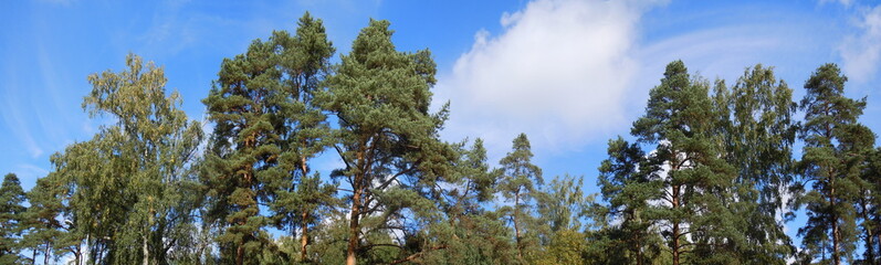 Panorama of tree tops
