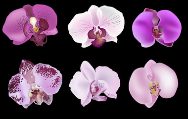 six orchid blooms collection on dark background © Alexander Potapov