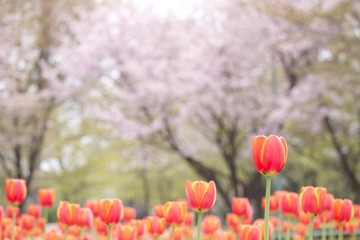 Obraz premium 常磐公園のチューリップと桜揃い咲き