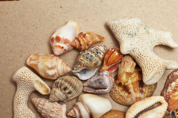 background made ​​of seashells
