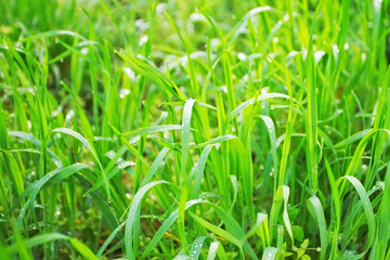 Grass and Dew