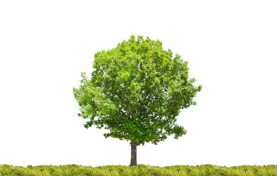 single oak tree in green grass