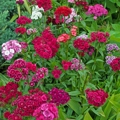 Bartnelken - Dianthus barbatus
