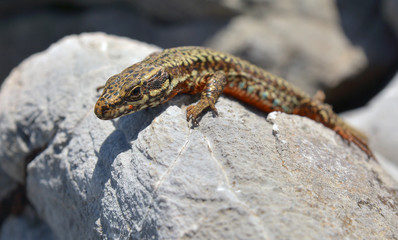 Fototapeta premium lizard