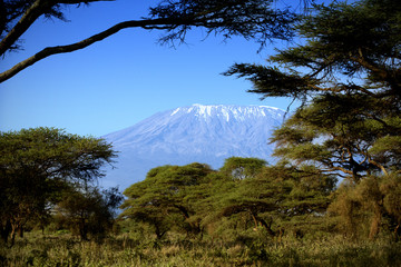 Fototapeta premium Kilimandżaro w Amboseli