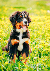 Bernese Mountain Dog (Berner Sennenhund) Puppy